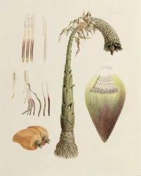 Ensete No. 10